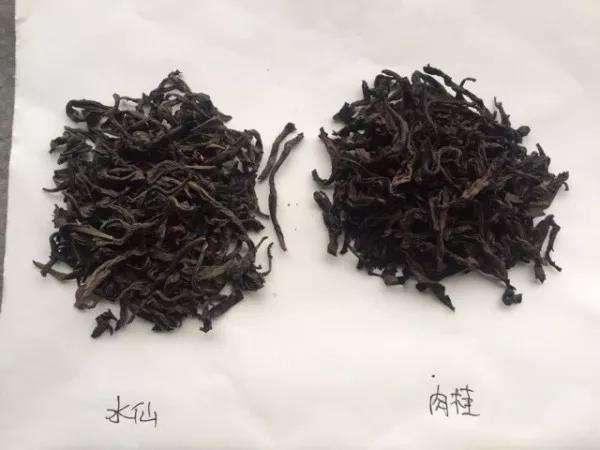 武夷山岩茶奇种