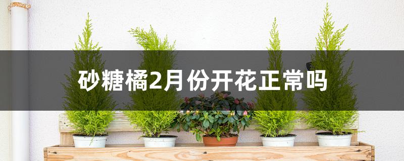 砂糖橘树几月份开花(砂糖橘几月份打花芽分化)