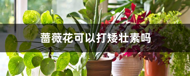 哪些花木不能打矮壮素(兰花打矮壮素有什么效果)