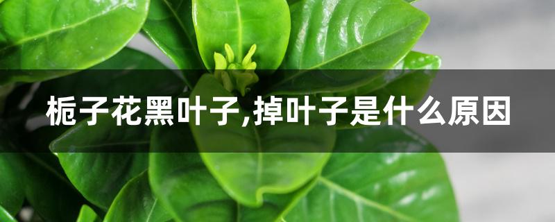 栀子花发黑掉叶是怎么回事(栀子花的叶子黑了掉了怎么办)