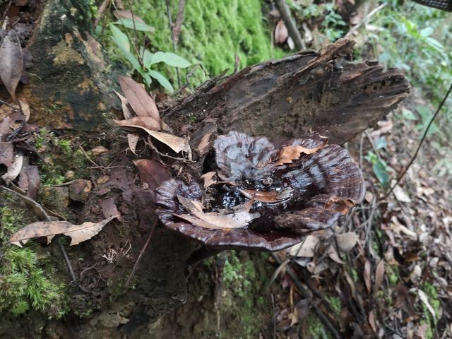 野生灵芝怎样清洗干净