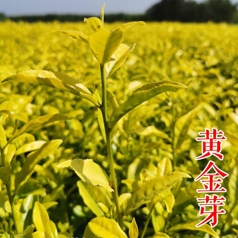 黄金芽茶叶产地什么地方好