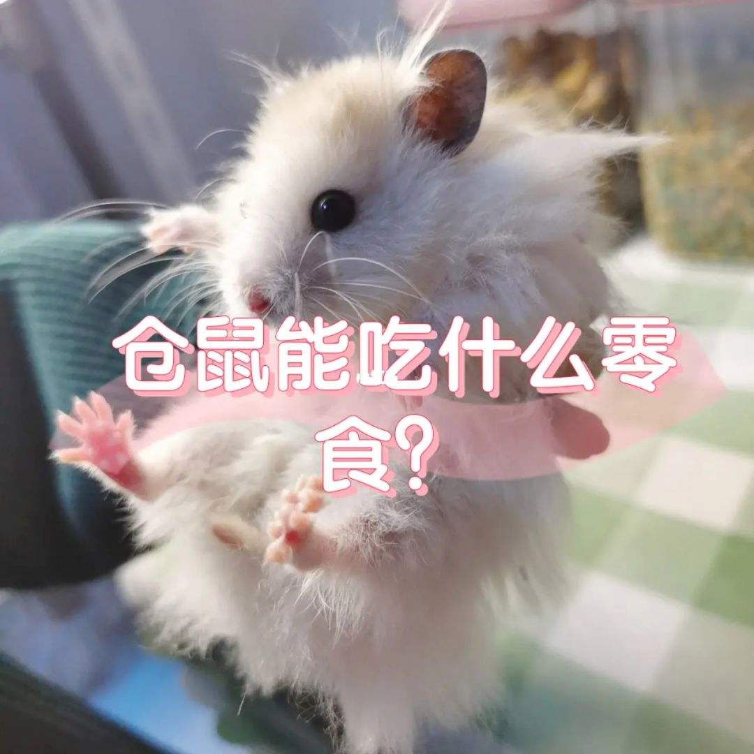 仓鼠冬天吃什么养生