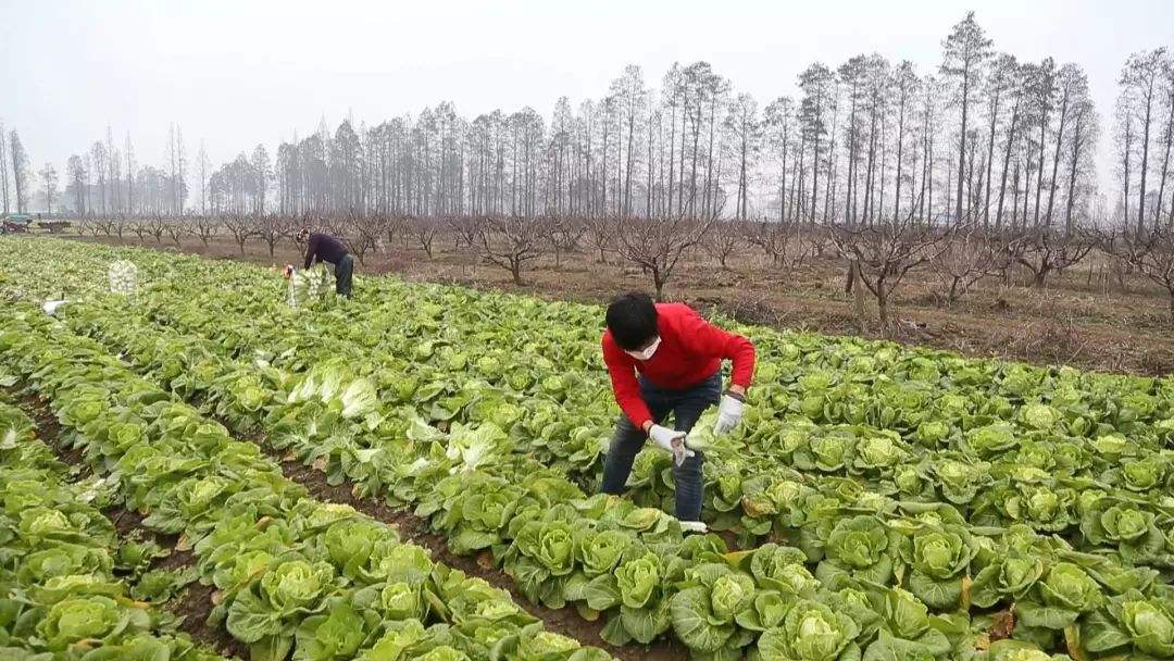 菜地怎么保存不坏