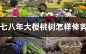 四年大樱桃树怎么修剪(八年大樱桃修剪技术)