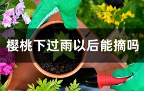 下雨天后去摘樱桃(什么时候摘樱桃)