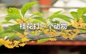 桂花打一个动物(桂花树打一动物)