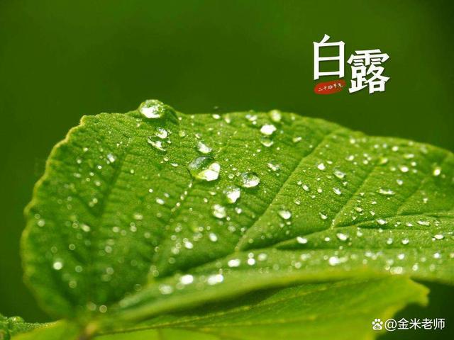 白露后是什么节气