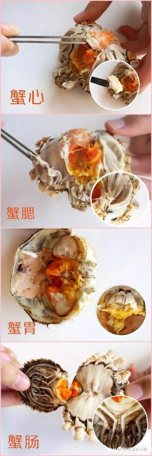 螃蟹吃什么食物