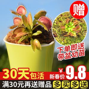 食虫草能放室内吗