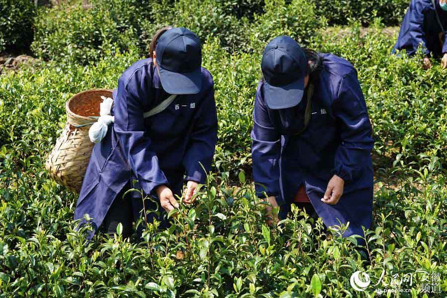 浙江缙云茶叶采摘时间多久