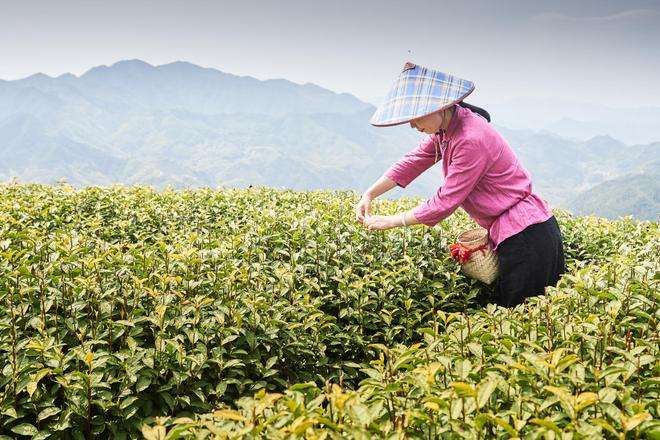 浙江缙云茶叶采摘时间多久