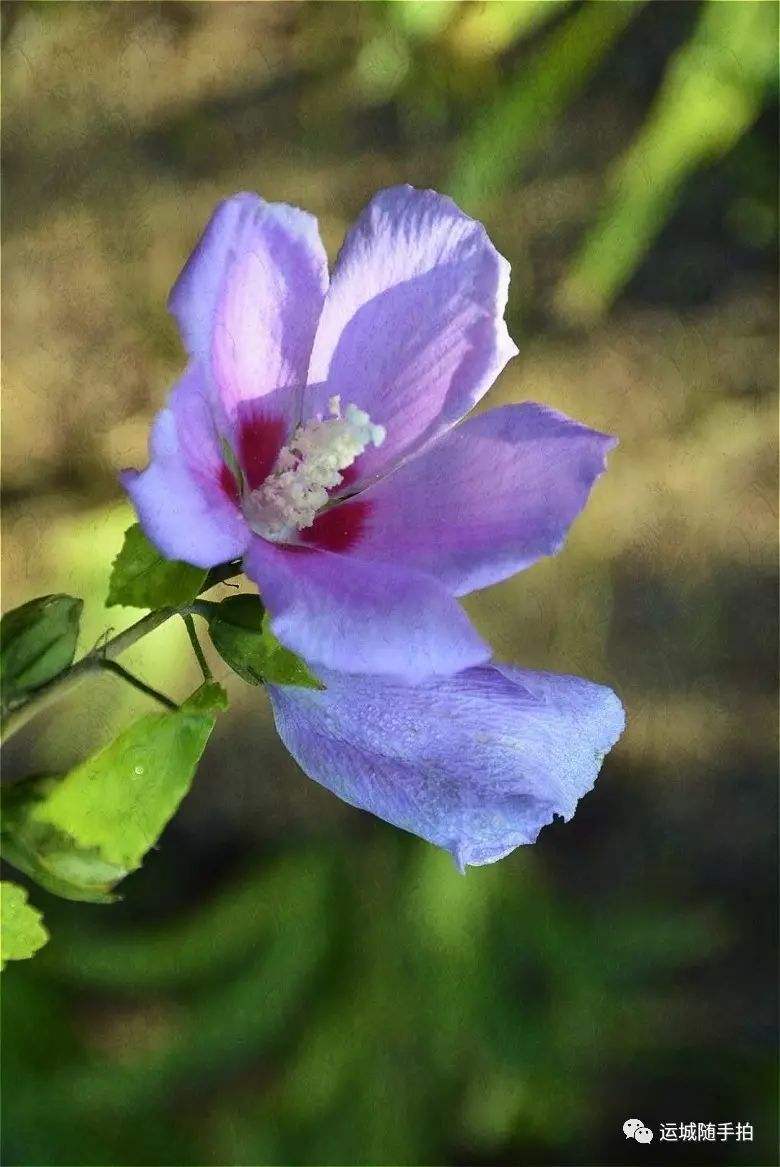 白露时节什么花开