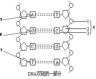 DNA分子结构是什么