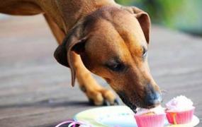 狗狗甜食吃多了会怎样