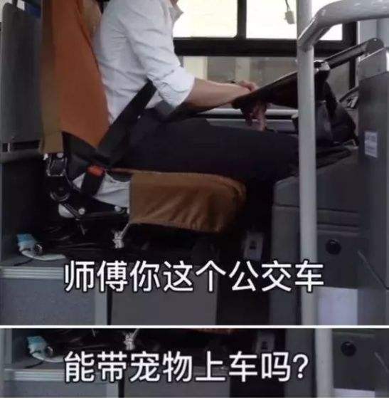 宠物鸟能不能带上公交车