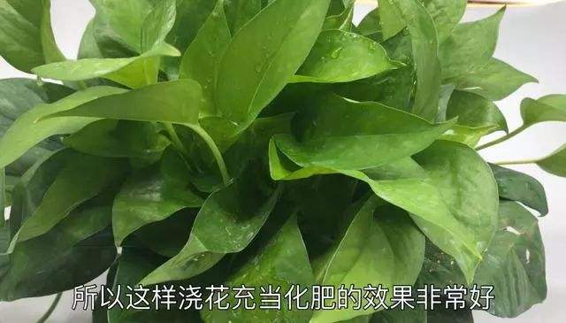 过期的茶叶浇花可以吗