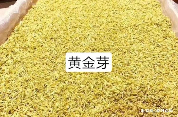 黄金芽茶叶产地哪个地方好