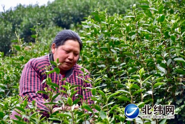 采摘茶叶的方法和步骤