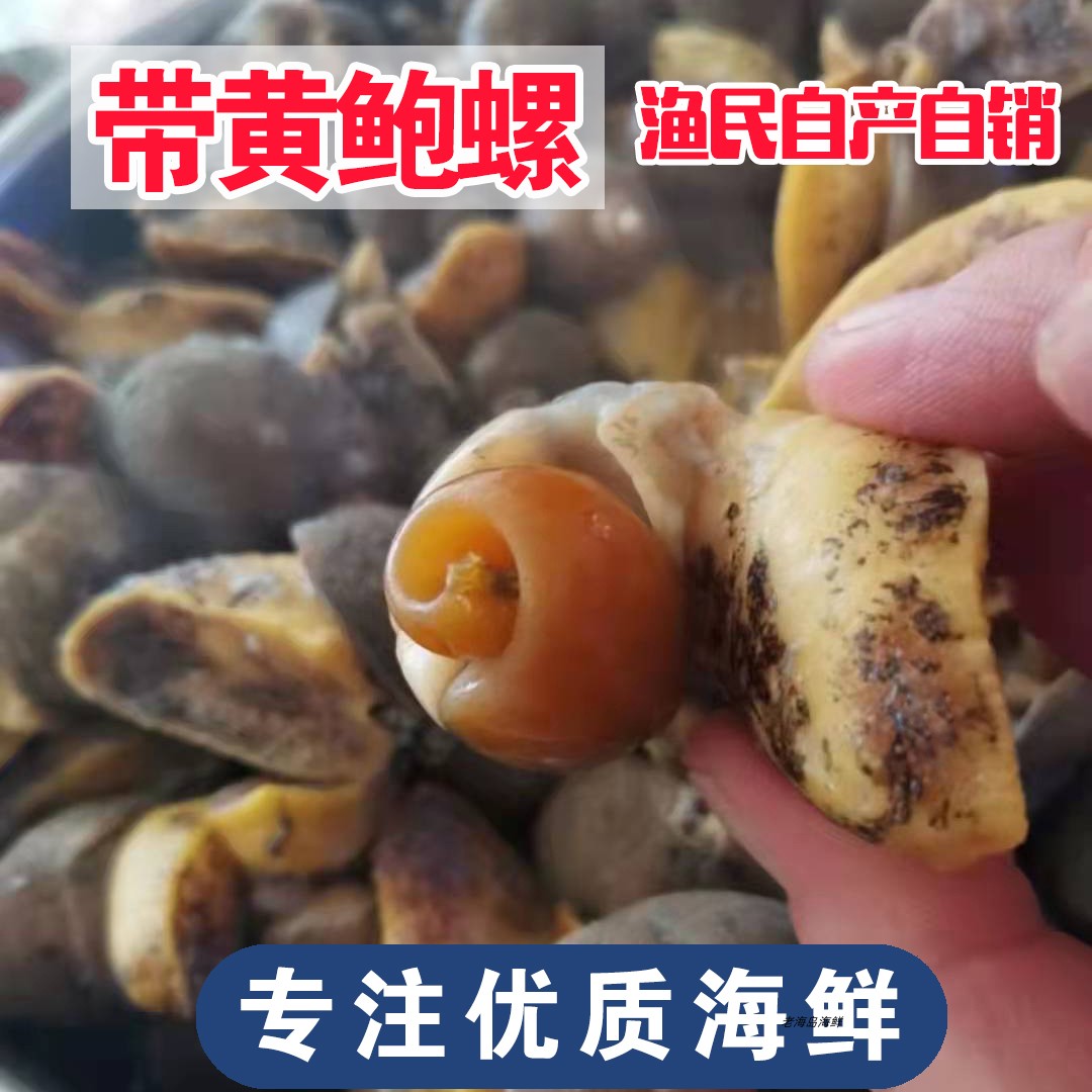 怎么挑选新鲜的带壳鲍鱼