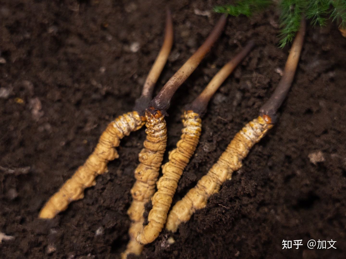 新鲜虫草泡水正确方法