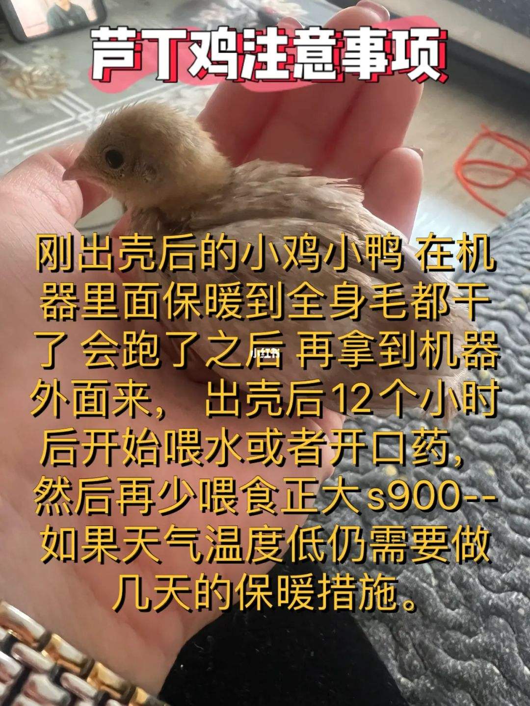 保存小鸭的方法和注意事项