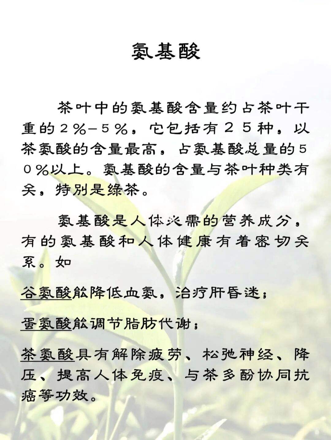 茶氨酸是什么茶