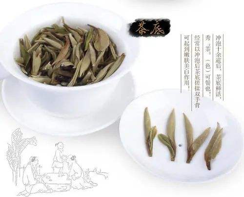 白牡丹新茶能泡几次