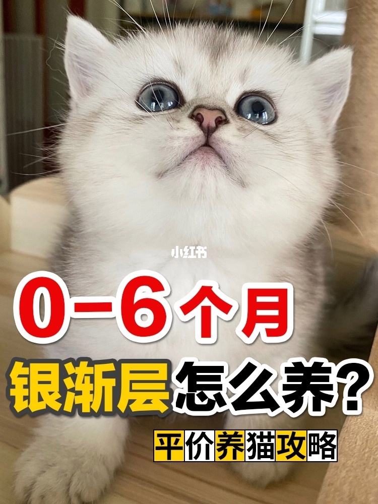 一个月猫咪怎么养