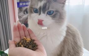 养猫怎么选猫粮