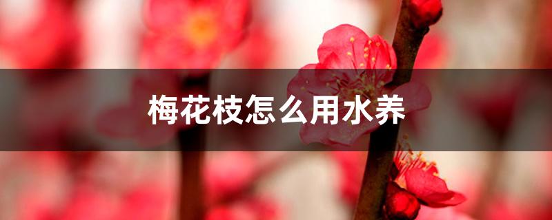 干枝梅花怎么水养(梅花枝条要放水里养吗)