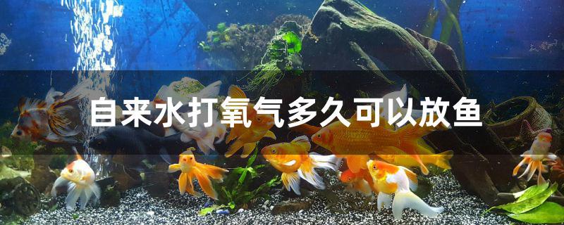 自来水打氧多久后可以放鱼(打了氧气的鱼可以放多久)