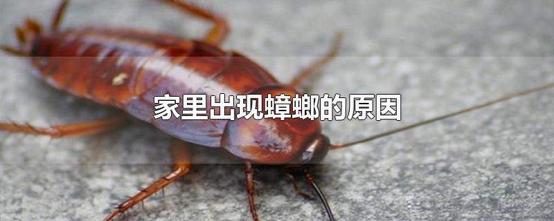 家里蟑螂多怎么除掉呢