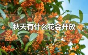 秋季有哪些花(冬季开花的花卉有哪些)