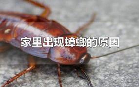 家里蟑螂多怎么除掉呢