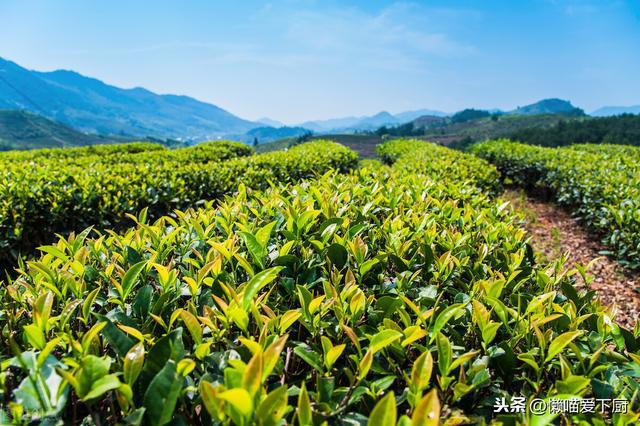 喝野茶什么季节喝好