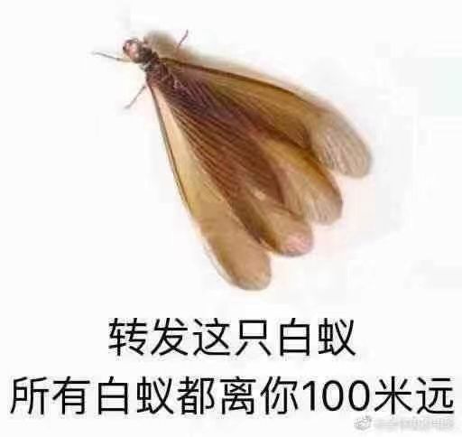 水蚁是什么