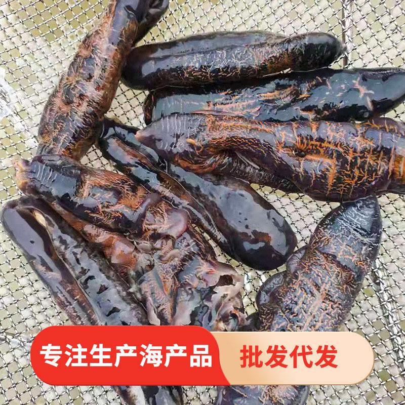 冷冻乌参的正确清洗方法