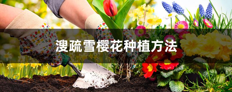 溲疏雪樱花种植方法图片(溲疏雪樱花怎么修剪)