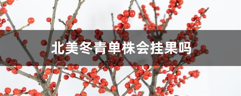 北美冬青几年挂果(北美冬青开花了会结果吗)