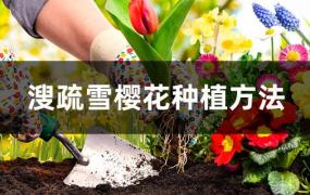 溲疏雪樱花种植方法图片(溲疏雪樱花怎么修剪)