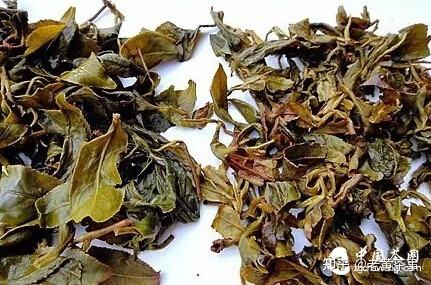 大叶茶属于浓茶吗