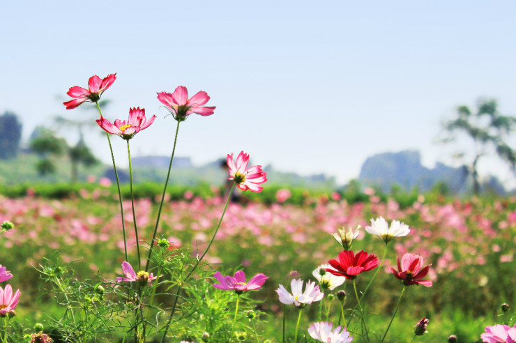 格桑花花语是什么