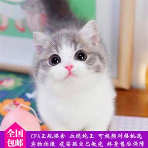 矮脚猫是什么品种