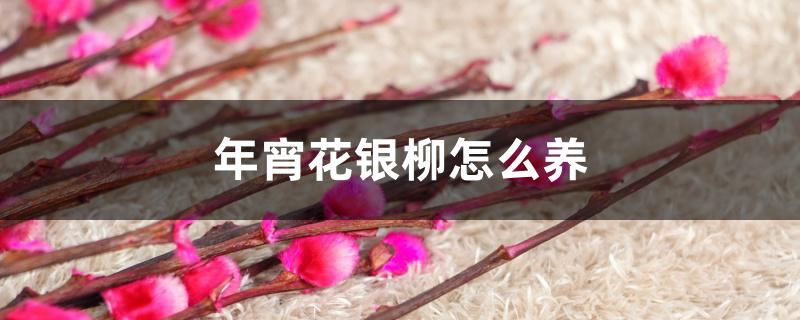 年宵花银柳的养殖(花卉银柳怎么养)