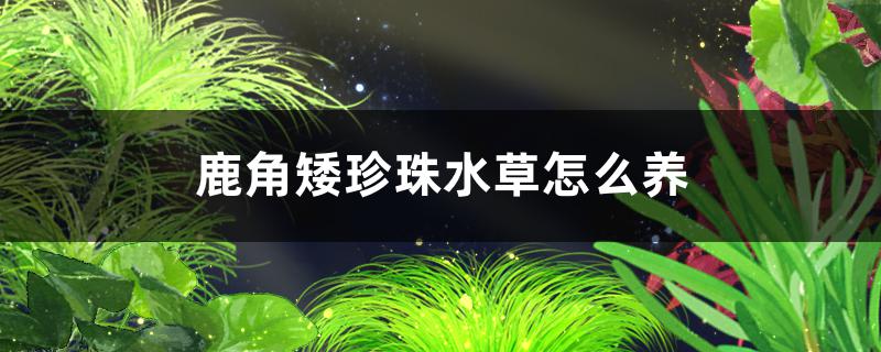 鹿角矮珍珠水草怎么养(怎么种矮珍珠水草)