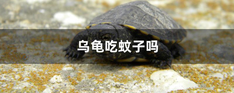 乌龟吃蚊子吗?(乌龟能吃苍蝇和蚊子吗)