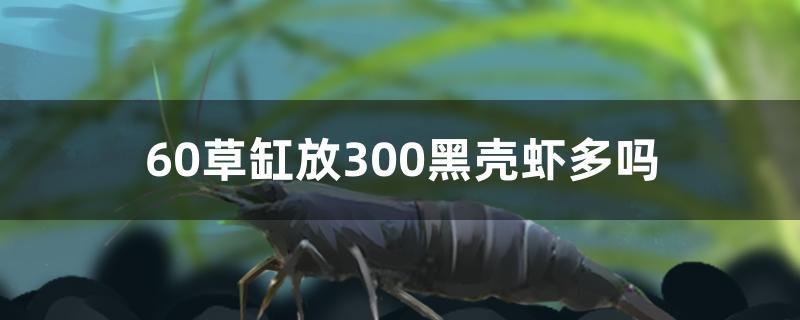 60草缸放多少黑壳虾(60的鱼缸放多少黑壳虾)