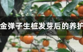 金弹子生桩发芽后的养护管理(金弹子生桩怎么养发芽快)