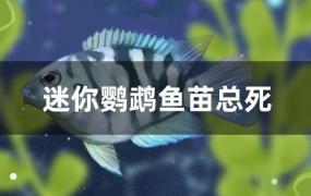 迷你鹦鹉鱼鱼苗总是死(迷你鹦鹉鱼苗死亡的原因)